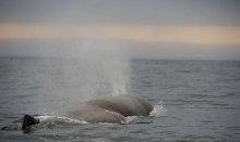  In Vesterålen, you can watch sperm whales  all year round