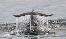 Whale watching tips and tours in Norway