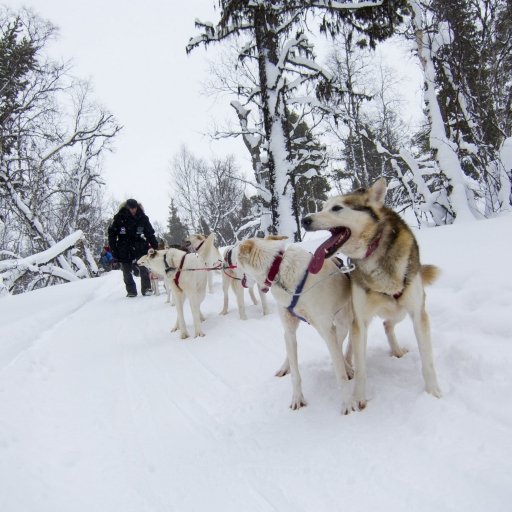 Dog Sledding in Swedish Lapland