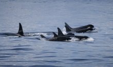 Whale watching is an amazing experience in Greenland