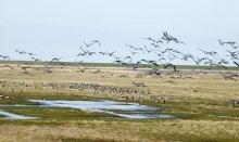 The Wadden Sea is a fantastic natural area and the largest national park in Denmark