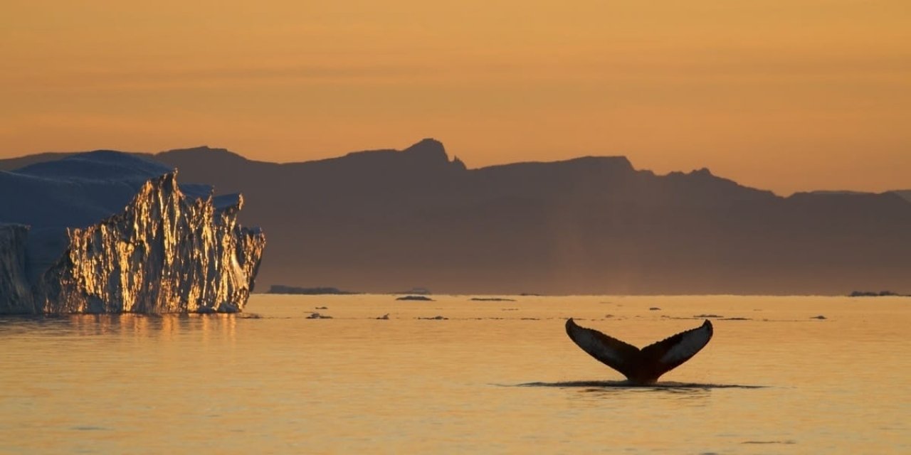 Whales in Greenland