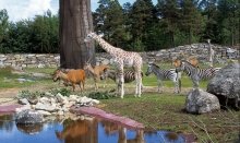 Kristiansand Zoo and Amusement Park has become one of the most popular attractions in Norway