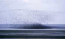 It`s an amazing experience to watch the million of birds visiting the Wadden Sea  every year