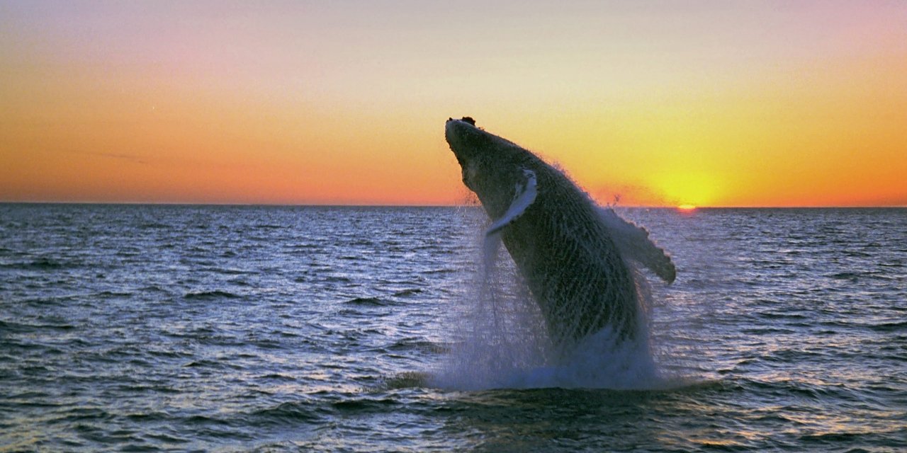 Whale Watching in Reykjavik